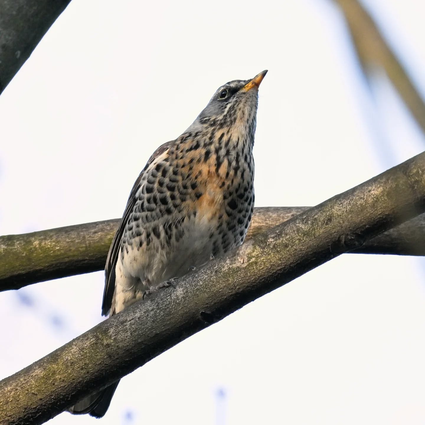 Kwiczoł

#kwiczoł #ptaki #turduspilaris #fieldfare #birds