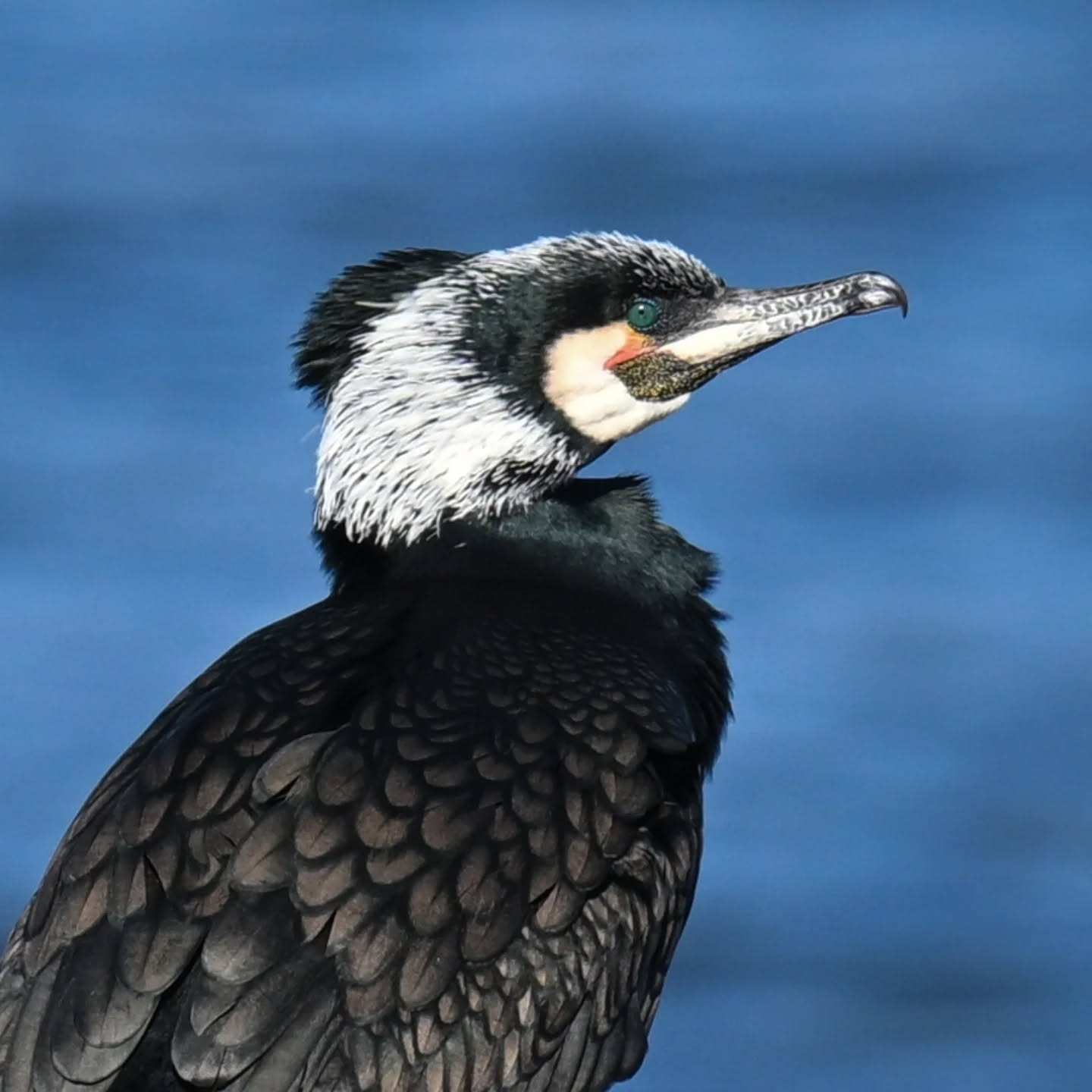 Kormoran w szacie godowej

#kormoran #ptakiwodne #phalacrocoraxcarbo #greatcormorant #birds