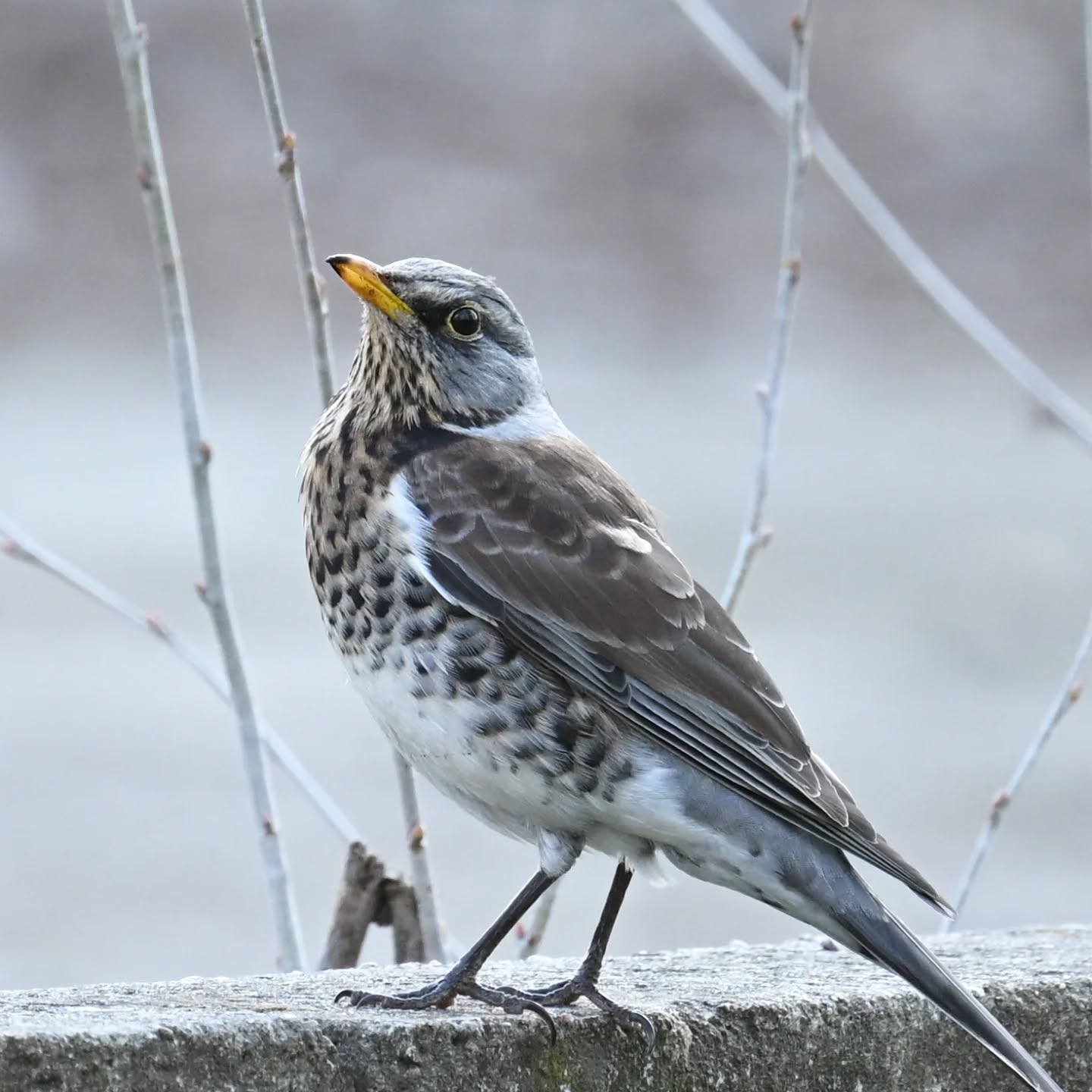 Kwiczoł

#kwiczoł #ptaki #turduspilaris #fieldfare #birds