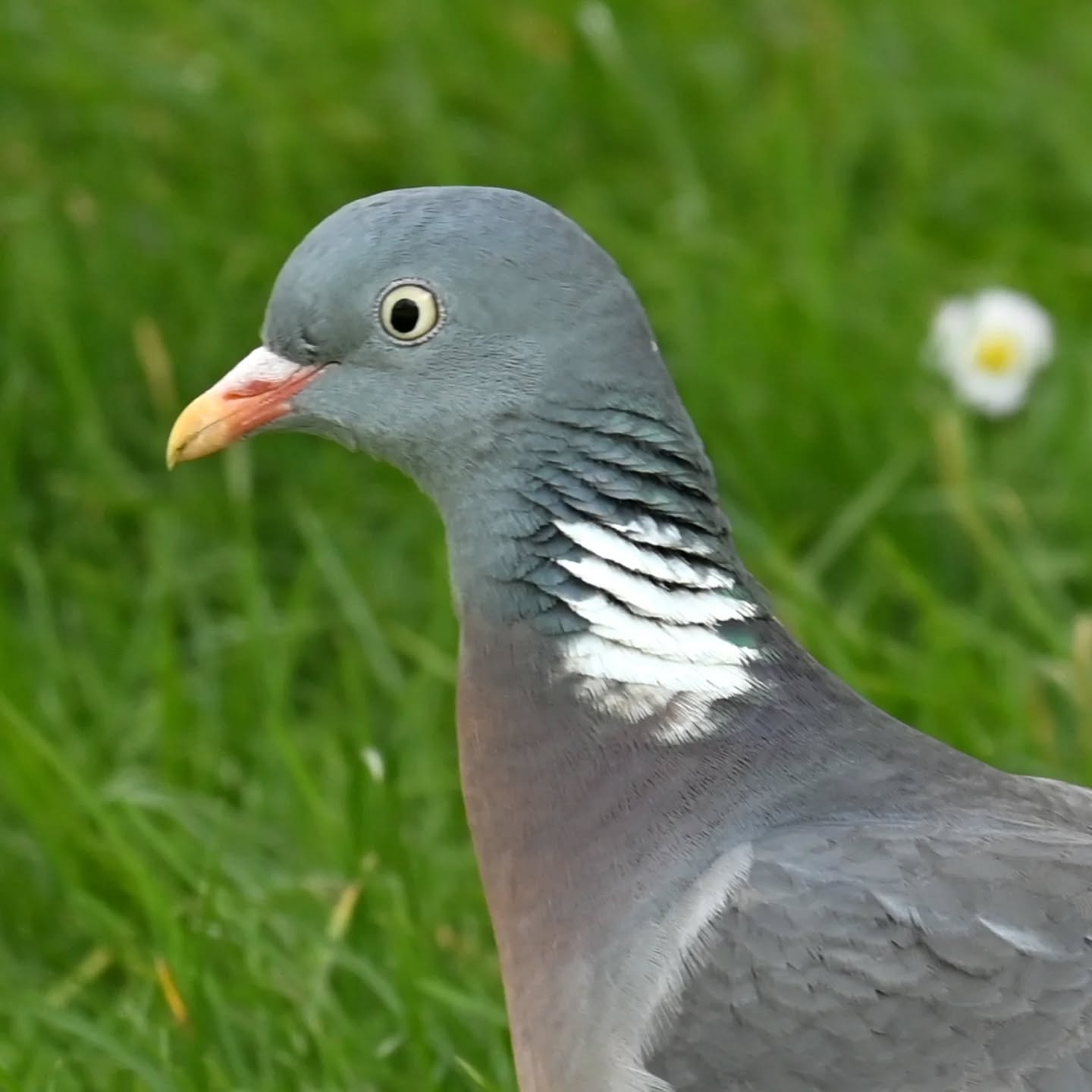 Grzywacz

#grzywacz #gołąbgrzywacz #columbapalumbus #woodpigeon #birds