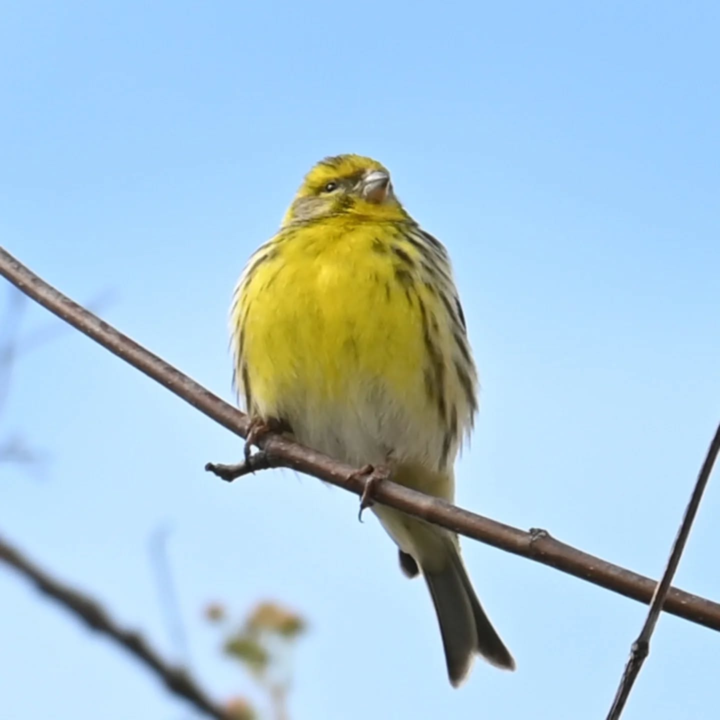 Śpiewający kulczyk, łatwo rozpoznać jego obecność po charakterystycznym śpiewie, zawsze mówię że to jak free jazz wśród ptasiego śpiewu 😊

The European Serin, you can easily tell it’s there by its distinctive song. I always say it’s like the free jazz of the bird world 😊

#kulczyk #ptakiwiosną #serinusserinus #europeanserin #birdsinspring