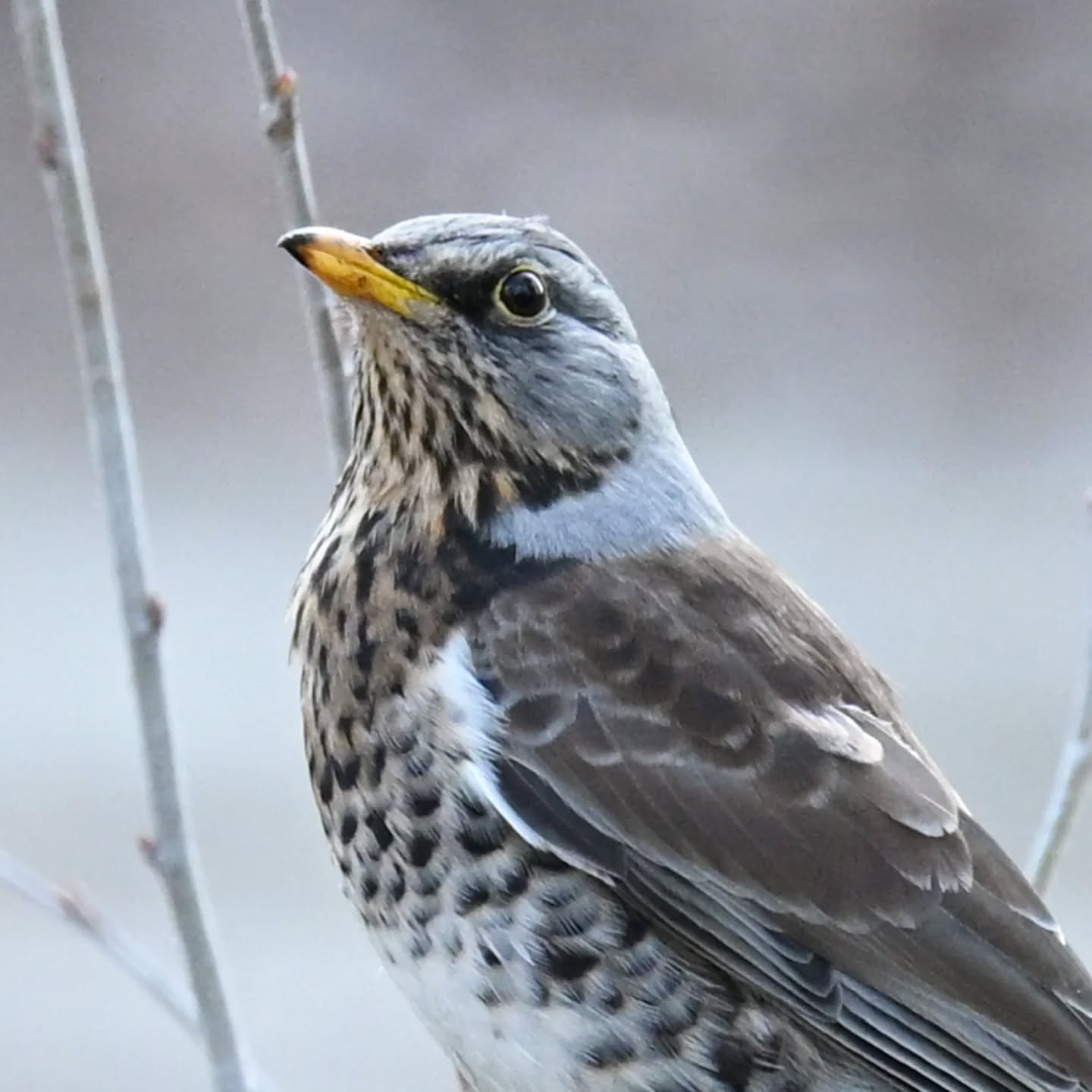 Kwiczoł

#kwiczoł #ptaki #turduspilaris #fieldfare #birds