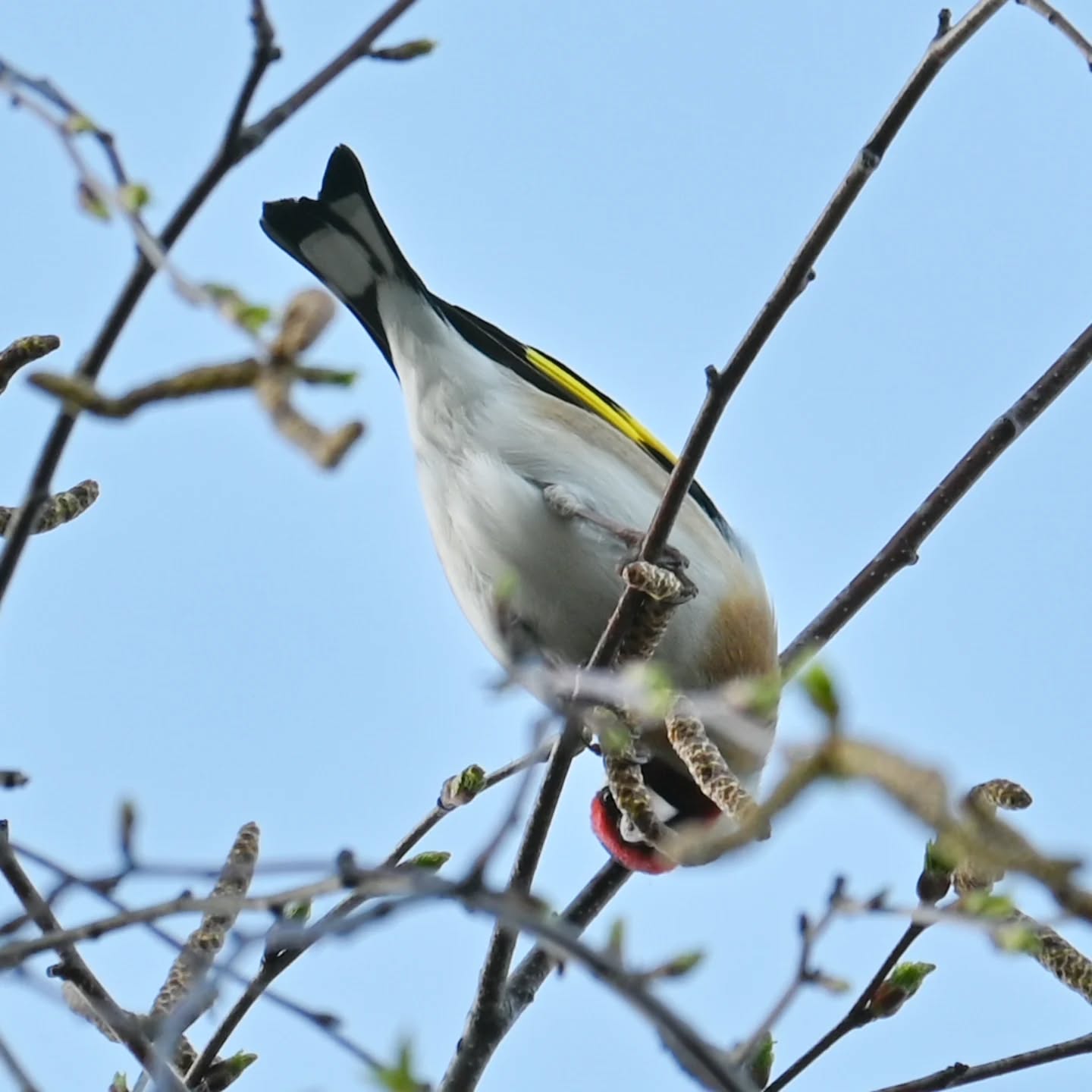 Stado szczygłów na gałązkach brzozy, były tak zajęte że nawet nie zwracały na nas uwagi | A flock of goldfinches on birch branches; they were so busy they didn't even notice us

#szczygieł #ptakiwiosną #cardueliscarduelis #goldfinch #birdsinspring