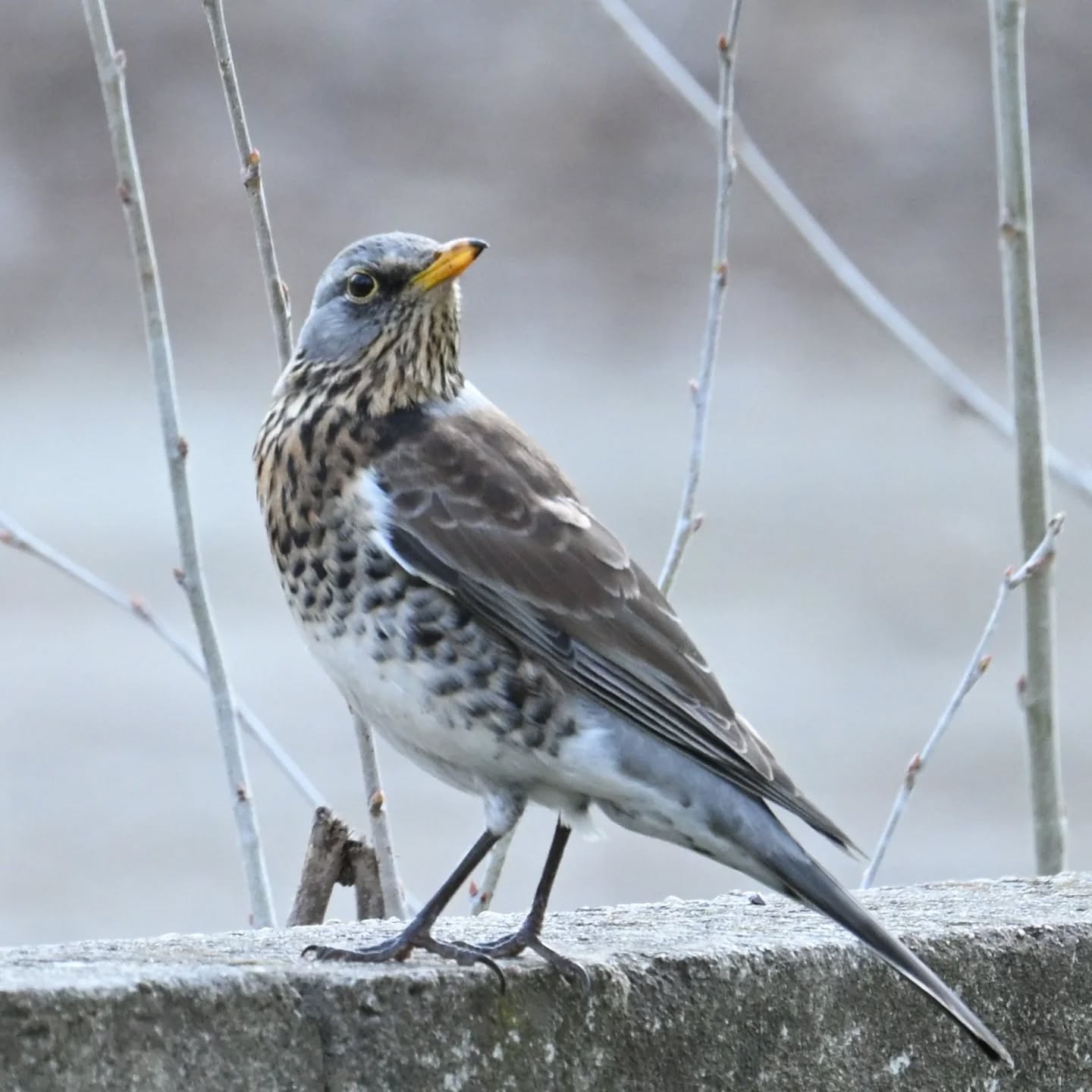 Kwiczoł

#kwiczoł #ptaki #turduspilaris #fieldfare #birds