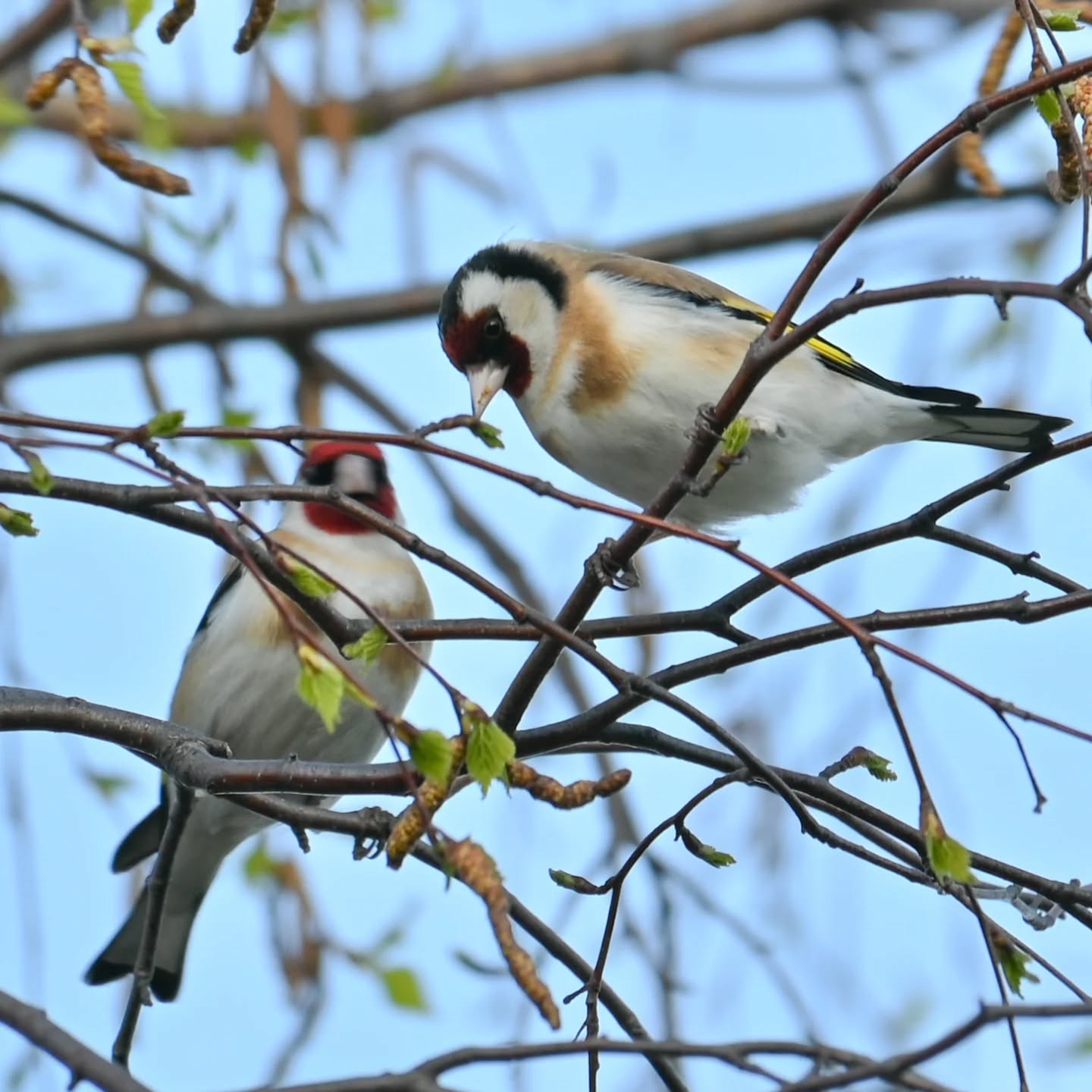 Stado szczygłów na gałązkach brzozy, były tak zajęte że nawet nie zwracały na nas uwagi | A flock of goldfinches on birch branches; they were so busy they didn't even notice us

#szczygieł #ptakiwiosną #cardueliscarduelis #goldfinch #birdsinspring