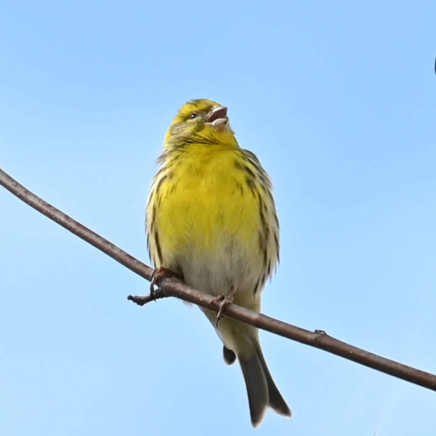 Śpiewający kulczyk, łatwo rozpoznać jego obecność po charakterystycznym śpiewie, zawsze mówię że to jak free jazz wśród ptasiego śpiewu 😊

The European Serin, you can easily tell it’s there by its distinctive song. I always say it’s like the free jazz of the bird world 😊

#kulczyk #ptakiwiosną #serinusserinus #europeanserin #birdsinspring
