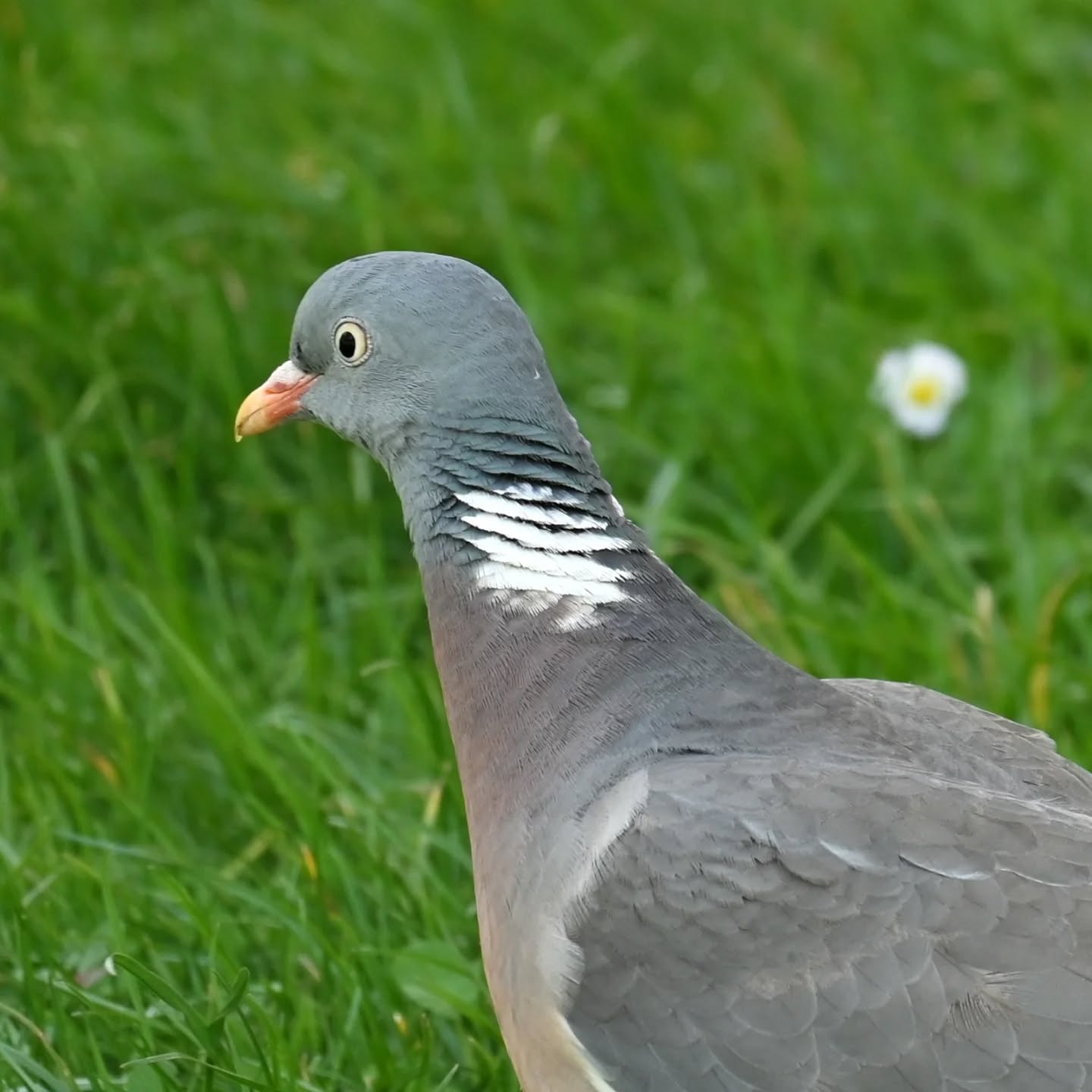 Grzywacz

#grzywacz #gołąbgrzywacz #columbapalumbus #woodpigeon #birds