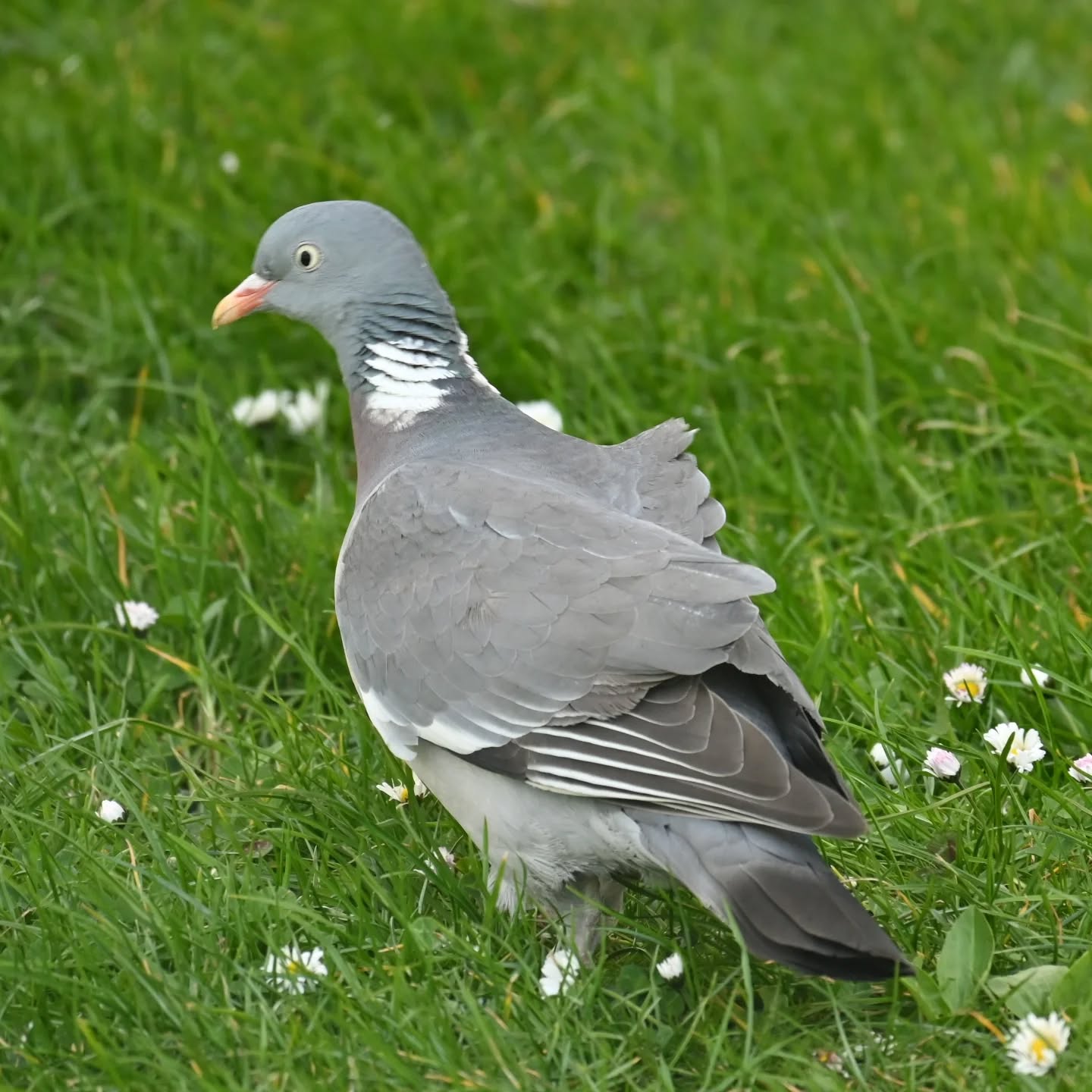 Grzywacz

#grzywacz #gołąbgrzywacz #columbapalumbus #woodpigeon #birds