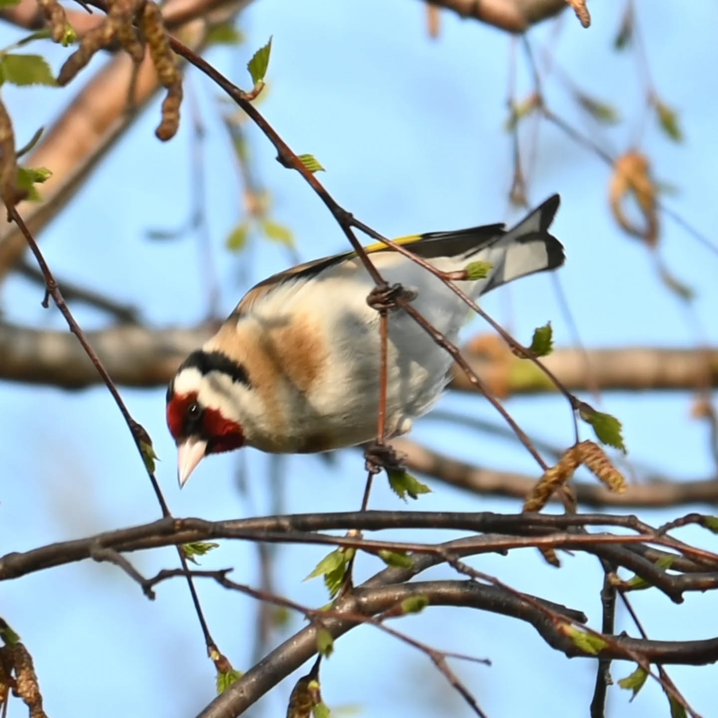 Stado szczygłów na gałązkach brzozy, były tak zajęte że nawet nie zwracały na nas uwagi | A flock of goldfinches on birch branches; they were so busy they didn't even notice us

#szczygieł #ptakiwiosną #cardueliscarduelis #goldfinch #birdsinspring