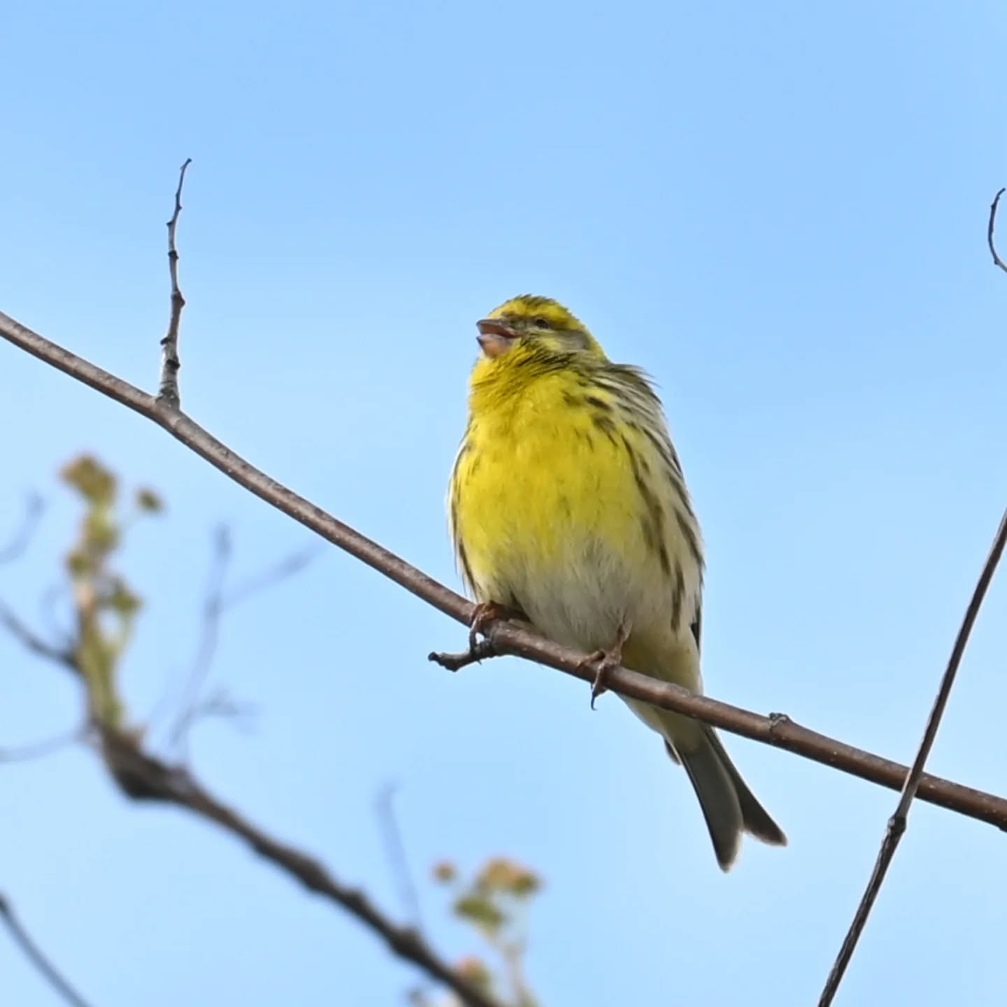 Śpiewający kulczyk, łatwo rozpoznać jego obecność po charakterystycznym śpiewie, zawsze mówię że to jak free jazz wśród ptasiego śpiewu 😊

The European Serin, you can easily tell it’s there by its distinctive song. I always say it’s like the free jazz of the bird world 😊

#kulczyk #ptakiwiosną #serinusserinus #europeanserin #birdsinspring