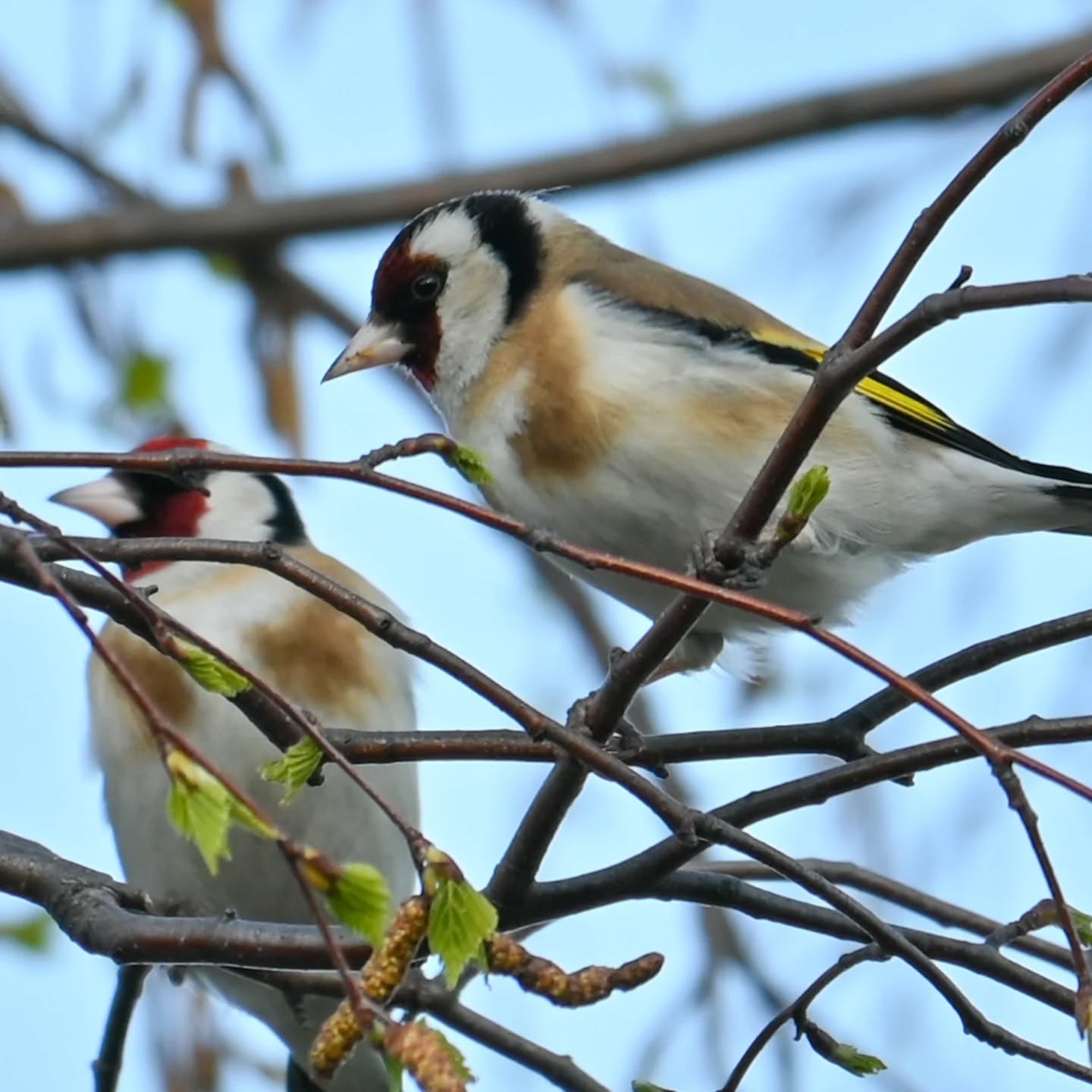 Stado szczygłów na gałązkach brzozy, były tak zajęte że nawet nie zwracały na nas uwagi | A flock of goldfinches on birch branches; they were so busy they didn't even notice us

#szczygieł #ptakiwiosną #cardueliscarduelis #goldfinch #birdsinspring
