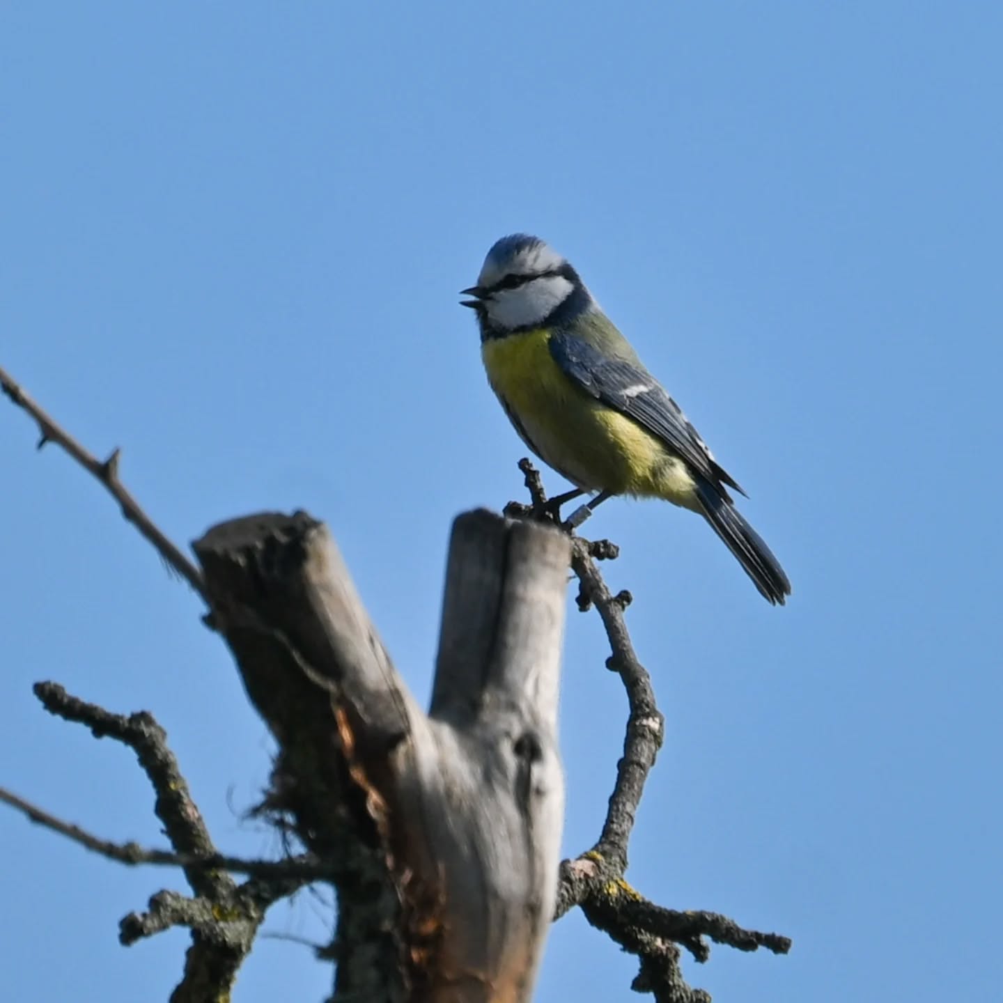 Modraszka, miała bardzo piękny głosik i oryginalną melodię śpiewu 😊 | Blue tit, she had a very beautiful little voice and a unique song melody 😊

#modraszka #sikoramodraszka #cyanistescaeruleus #bluetit #birds