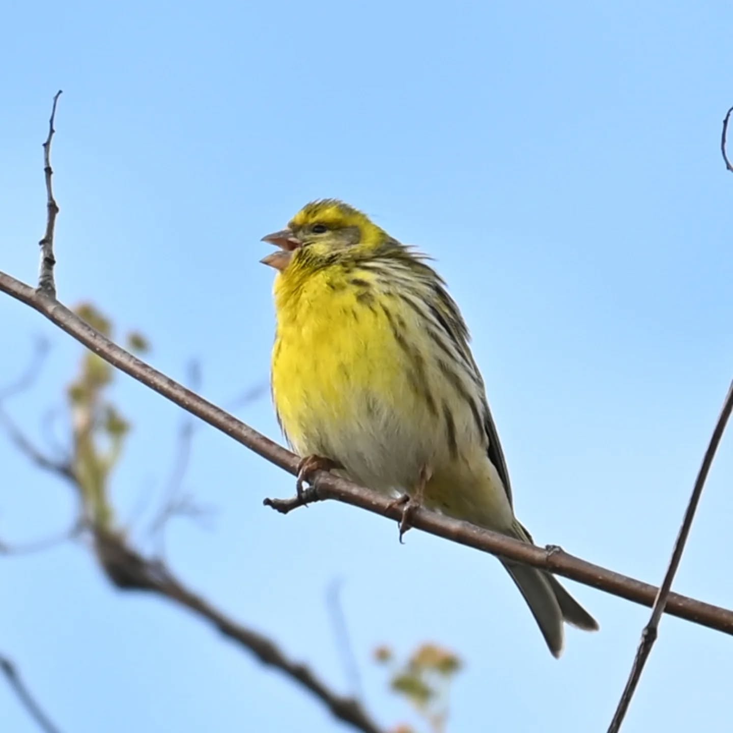 Śpiewający kulczyk, łatwo rozpoznać jego obecność po charakterystycznym śpiewie, zawsze mówię że to jak free jazz wśród ptasiego śpiewu 😊

The European Serin, you can easily tell it’s there by its distinctive song. I always say it’s like the free jazz of the bird world 😊

#kulczyk #ptakiwiosną #serinusserinus #europeanserin #birdsinspring