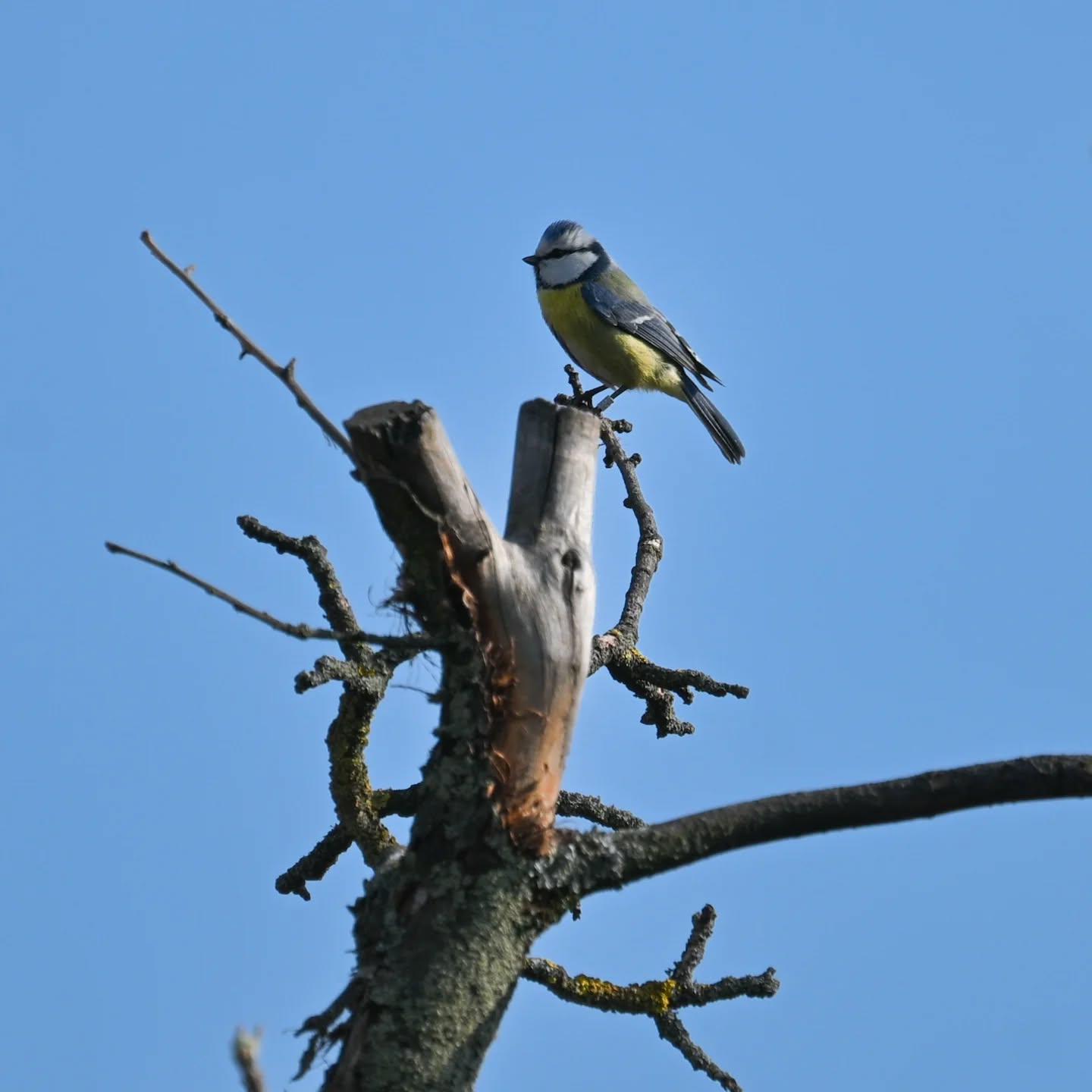 Modraszka, miała bardzo piękny głosik i oryginalną melodię śpiewu 😊 | Blue tit, she had a very beautiful little voice and a unique song melody 😊

#modraszka #sikoramodraszka #cyanistescaeruleus #bluetit #birds
