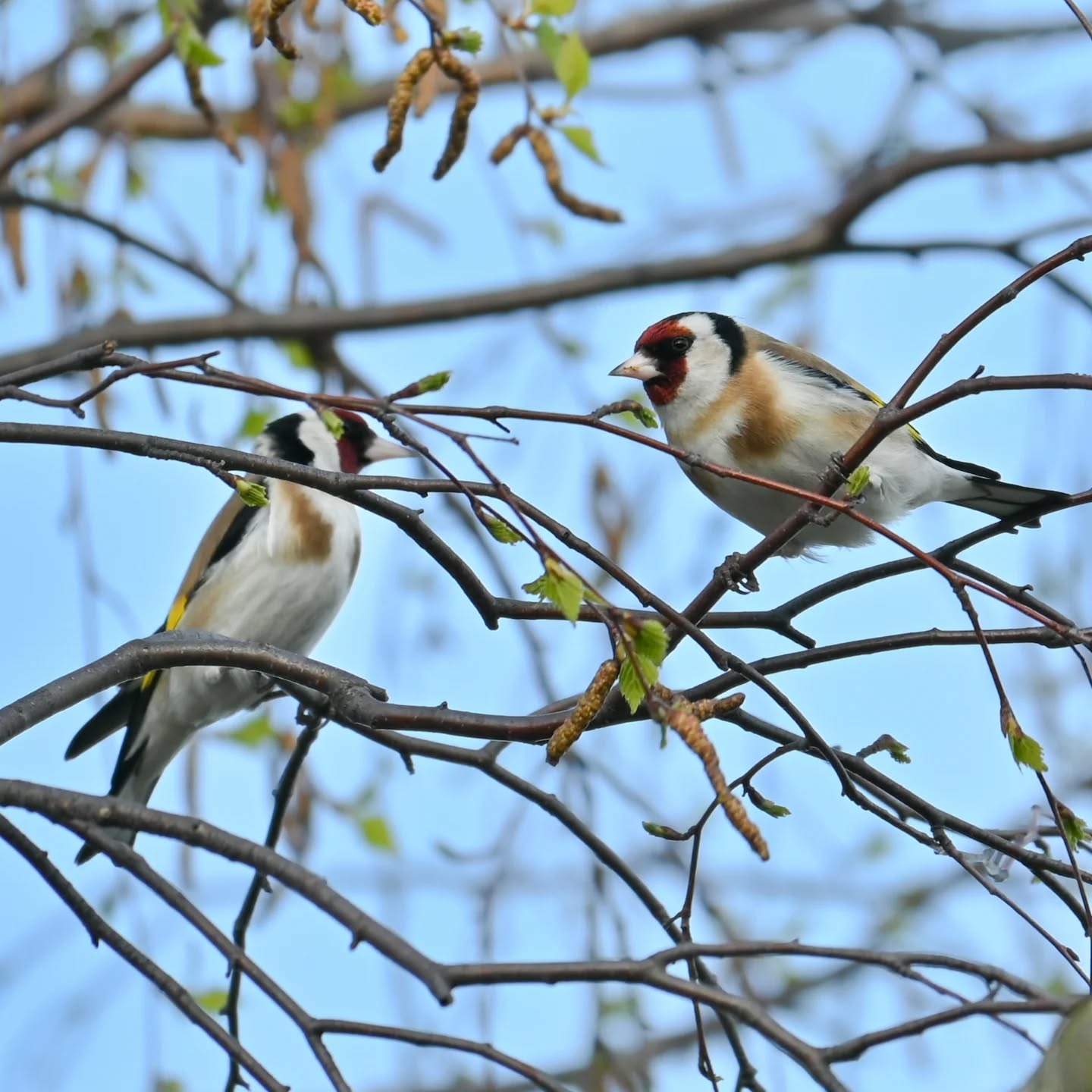 Stado szczygłów na gałązkach brzozy, były tak zajęte że nawet nie zwracały na nas uwagi | A flock of goldfinches on birch branches; they were so busy they didn't even notice us

#szczygieł #ptakiwiosną #cardueliscarduelis #goldfinch #birdsinspring