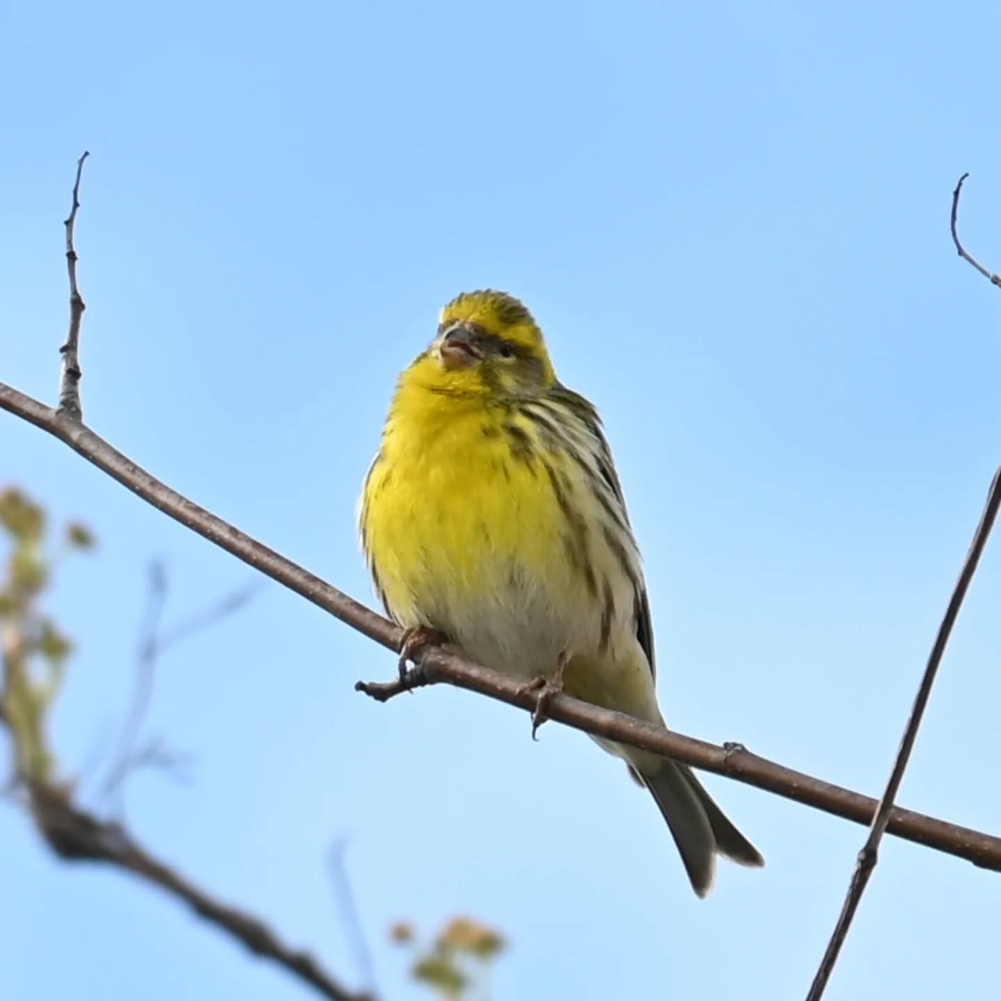 Śpiewający kulczyk, łatwo rozpoznać jego obecność po charakterystycznym śpiewie, zawsze mówię że to jak free jazz wśród ptasiego śpiewu 😊

The European Serin, you can easily tell it’s there by its distinctive song. I always say it’s like the free jazz of the bird world 😊

#kulczyk #ptakiwiosną #serinusserinus #europeanserin #birdsinspring